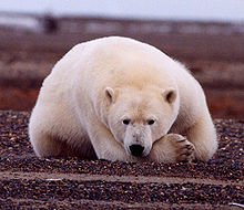 220px-Polar_Bear